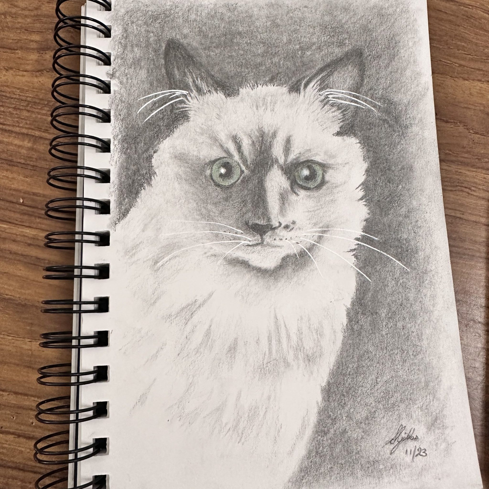 Pencil drawing of a cat
